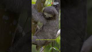 Fakta Hewan Termalas di Dunia kukang sloth HewanMalas animal fakta viral shortsvideos [upl. by Elocyn352]