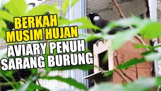 ALHAMDULILLAHBERKAH MUSIM HUJAN AVIARY PENUH SARANG BURUNG [upl. by Oenire]