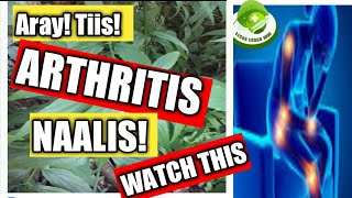 44 Serpentina  GAMOT sa ArthritisRayuma  HERBAL CURE HOME REMEDY HOW TO TREAT  Likas Lunas [upl. by Georgeanne]