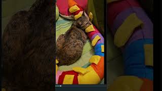 Caterpillar Pillow for your Cats [upl. by Aliehc868]