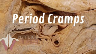 What Are Period Cramps [upl. by Wye]