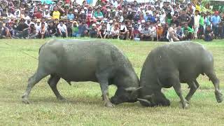 Tradional Carabao fightingTurogpo [upl. by Tolecnal]