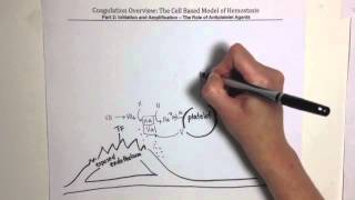 Coagulation Overview Part 2 [upl. by Hammel574]