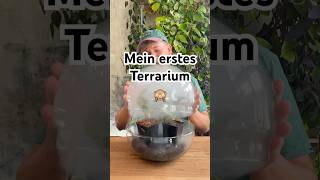 Erstes Terrarium einrichten 🪴🔮 shorts plants terrarium gardening plantcare [upl. by Richey]