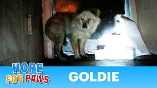 Dog rescue Goldie and Romeo Part 1 of 2  By Eldad Hagar dogs [upl. by Spitzer932]