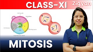 Cell cycle and cell division  Lecture  4  Mitosis  Class 11th  NEET  Stages of mitosis [upl. by Enelav686]