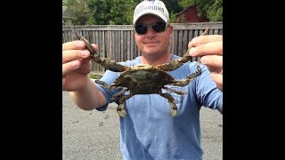 Kent Narrows crabbing with Crap Traps in Early September 2015 [upl. by Lotsirhc]