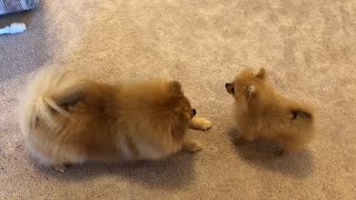 Tiny pomeranian puppy barking running cute puppy [upl. by Lenad]