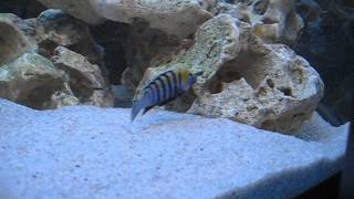 Metriaclima spec membe deep  Cynotilapia afra edwardi Cobue [upl. by Danaher]