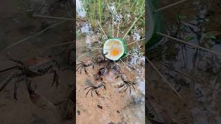 Survival Skills SIMPLE and USEFUL with Papaya Crab trap survival camping bushcraft outhdoors [upl. by Lahcsap]