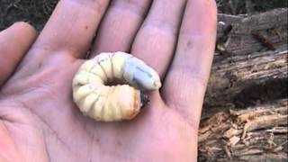 HUGE longhorn beetle larva  asian longhorn beetle  CTnaturalist Online [upl. by Jorin]