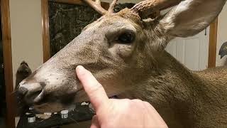 Taxidermy Whitetail Deer Mounting Tip Enhance face veins on a deer part 2 [upl. by Herwick]