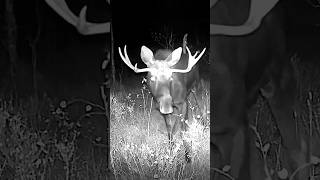 Bull Moose in Montana moose montana wildlife trailcam nature antlers hunting [upl. by Avek372]