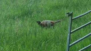 Beautiful Pheasant On A Farm Field in Wales [upl. by Ellertnom]