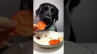 best dog food fooddog fooddogbest bestdogfood foryou trendingshorts [upl. by Ivzt]