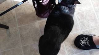 Shadow Nulton the Manx cat meowing [upl. by Hterrag]