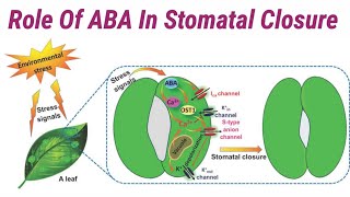 Role Of Abscisic Acid In Stomatal Closure  Lec 69  Plant Physiology [upl. by Eirrahs]