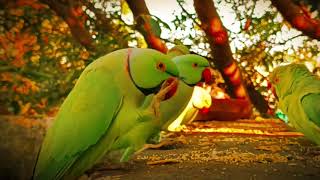 Ringneck Parrot talking and eating ringneckparrot viralvideo [upl. by Eihctir]