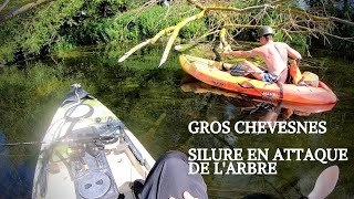 GROS CHEVESNES et SILURE ATTAQUE DE LARBRE [upl. by Nevlin]