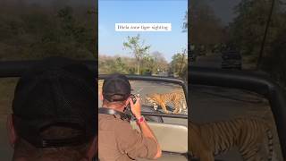 tiger sighting in dhela zone tiger corbetttigerreserve ramnagar [upl. by Valaria909]