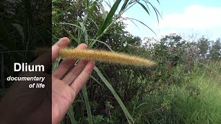 Elephant grass Pennisetum purpureum  part 1 [upl. by Oidualc]