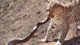 Leopard Attacks Python in Kruger [upl. by Corine269]