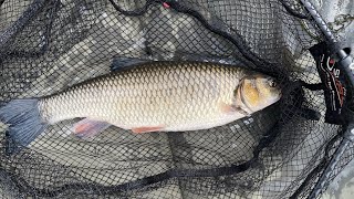 Fishing success at Batleys Pond edited version fishing carp begginers chub [upl. by Ladnek317]