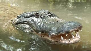 Croczilla  The King of Giant Crocodiles NATIONAL GEOGRAPHIC  Wildlife Documentary [upl. by Appleton]