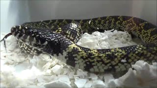 Lampropeltis getula splendida Baird amp Girard 1853 HD  Kingsnake  ExpoZoo  102014 [upl. by Andris]