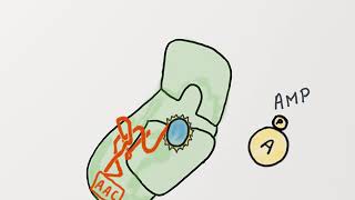 LS1a LowDown movies AminoacyltRNA synthetase selectivity and proofreading [upl. by Wootten169]