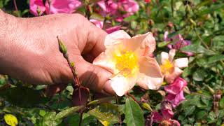 Rosa chinensis mutabilis la rosa delle farfalle [upl. by Patsy]