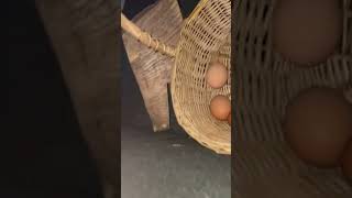 Harvesting the hens eggs 612 part 2 hen hatchingeggs eggs wildeggs [upl. by Philly]