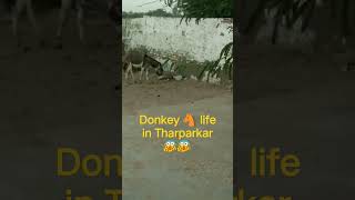 A donkey in village streetviralvideo ttendingshort trending shorts viralshort [upl. by Anyl662]