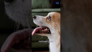 Why Do Dogs Howl Waggle [upl. by Maice]