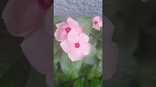 Beautiful hybrid vincas 🫶 beautiful amazing flower nature music viral shorts [upl. by Aniar]