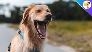 Your Dog Is Yawning THIS Is What It Really Means [upl. by Yehc]