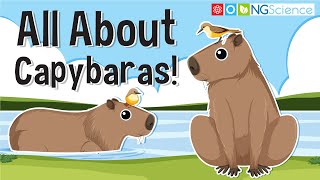 All About Capybaras [upl. by Eeryt]