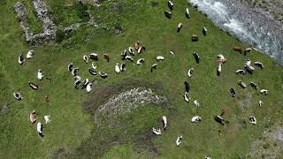 WILD PIEMONTE  la valle Argentera vista dal mio drone [upl. by Kalikow]