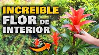 Si Tienes ESTA FLOR en CASA Tienes UN TESORO Bromelia Cuidados  Plantas de Interior con Flores [upl. by Felix]