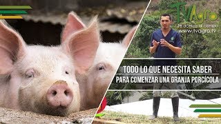 Todo lo que Necesita Saber para Comenzar una Granja Porcicola  TvAgro por Juan Gonzalo Angel [upl. by Quartet]