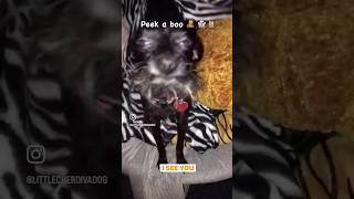 Peek a boo 👻 🧸🐺🐾  peek peekaboos boo teddybear🐻 bearghost dogreel dogcontent [upl. by Hiram]