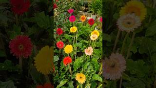 Beautiful gerbera plant galiff street market [upl. by Susanetta]