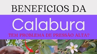 Calabura O Fruto que combate a pressão alta  Benefícios [upl. by Coumas]