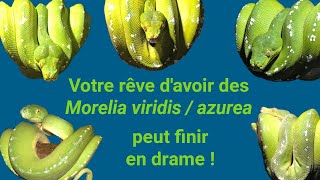 5 magnifiques Morelia viridis azurea mais attention [upl. by Anead]