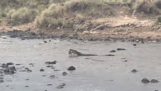 A massive Nile crocodile catches and swallows a live gazelle whole 🔥 [upl. by Alaehcim563]