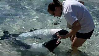 Sea World Aquatica Black amp White Dolphins Up Close Feeding amp Tricks [upl. by Zelle]