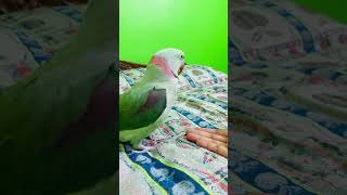 Dekho mithu kya kr raha hai😘ParrotLifestyle0 mithuu life parrot lifestyle mithuparrot [upl. by Nura725]