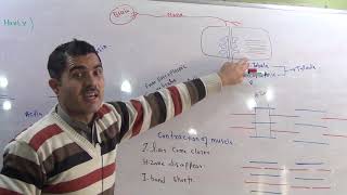 L8 Sliding filament model ultra structure of myofilaments [upl. by Ees938]