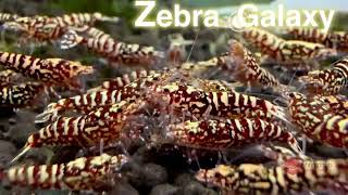 Zebra Galaxy  Shrimphub [upl. by Larisa344]