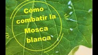 Cómo combatir la Mosca blanca [upl. by Kcaj]